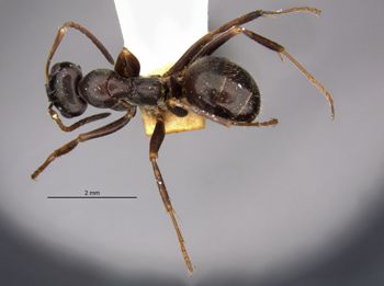 Media type: image;   Entomology 34599 Aspect: habitus dorsal view